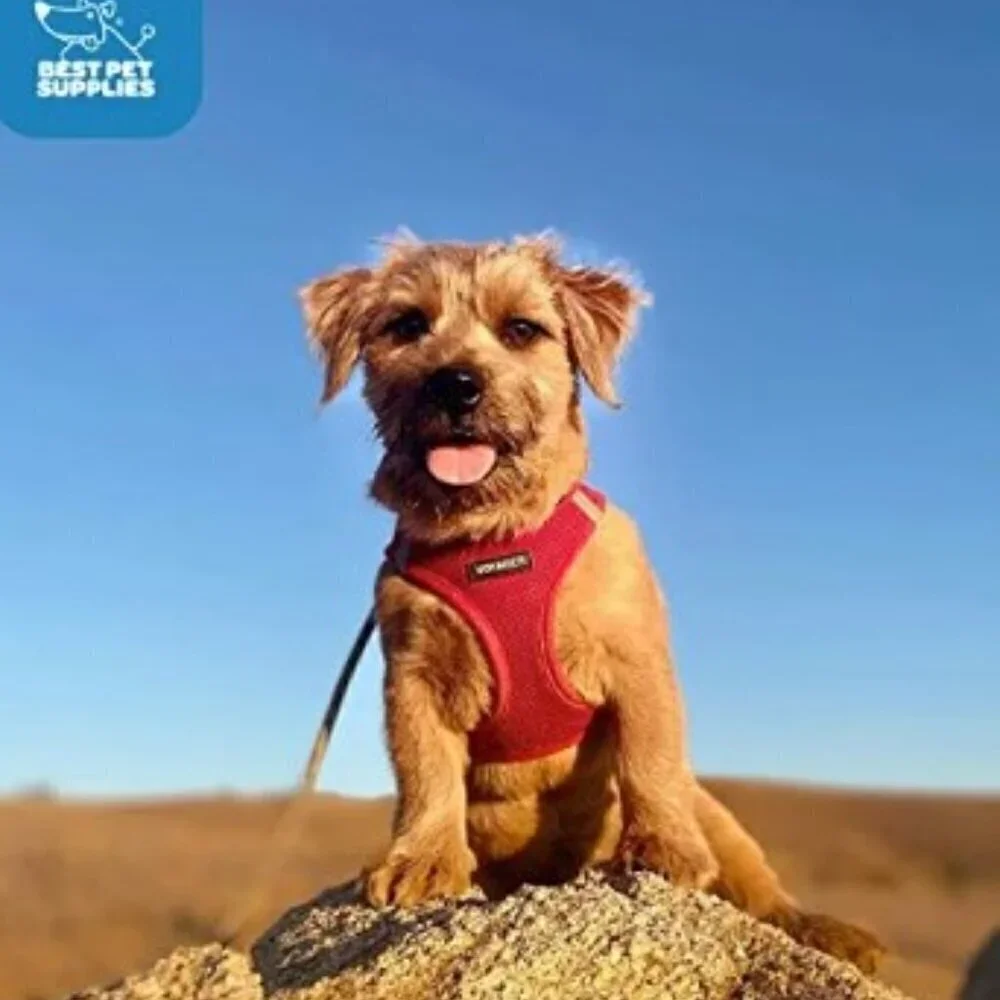 RED STEP-IN MESH DOG PET HARNESS